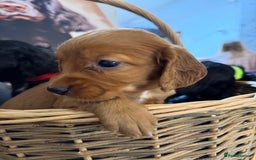 Cocker Spaniel dogs for sale: Working cocker spaniel puppies  - Image 4