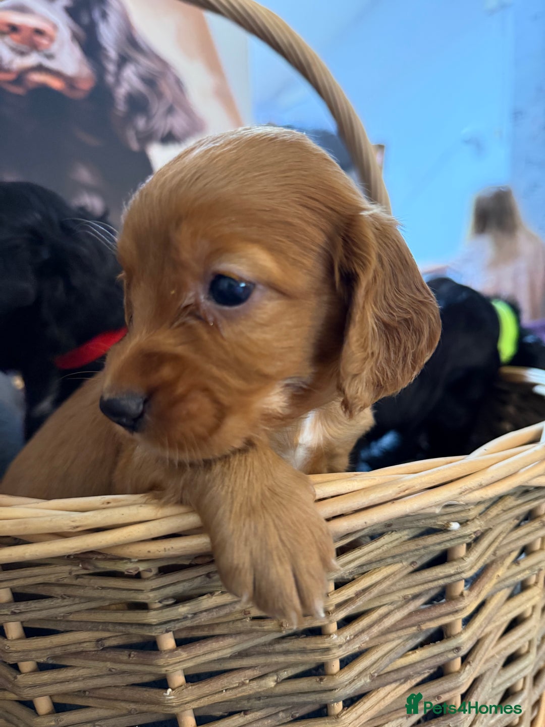 Cocker Spaniel dogs for sale: Working cocker spaniel puppies  - Image 4