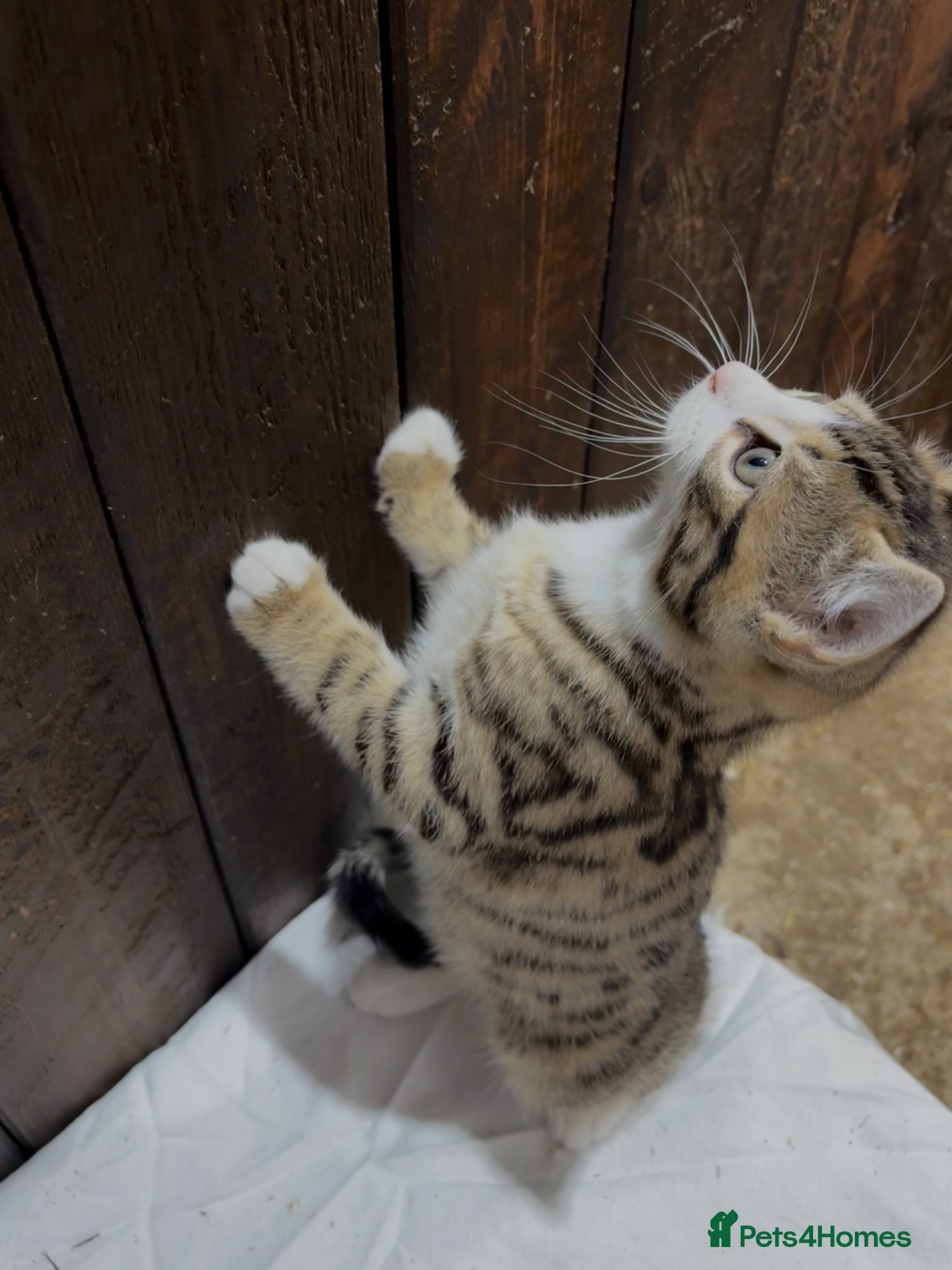 Mixed Breed cats for sale: BEAUTIFUL PART SIBERIAN TIGER STRIPED BABIES  - Advert 11