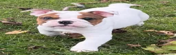English Bulldog dogs for sale: PURE English Bulldog Pups❤️ 1 Boy & 2 Girls Ready - Advert 5