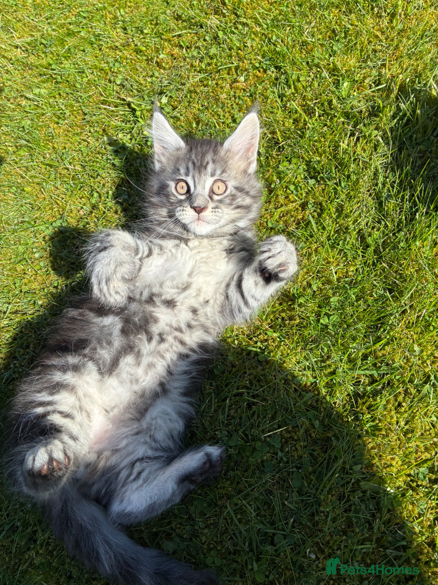 Maine Coon cats Maine coon kittens  - Advert 11