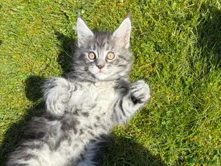 Maine Coon cats Maine coon kittens - Advert 11