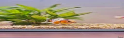 Fancy Goldfish fish for sale: Fancy Goldfish - Advert 1