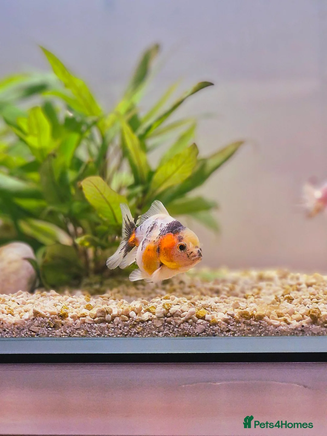 Fancy Goldfish fish for sale: Fancy Goldfish - Advert 1