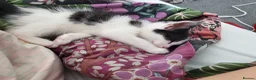 Mixed Breed cats for sale: Kitty in Birmingham - Advert 1