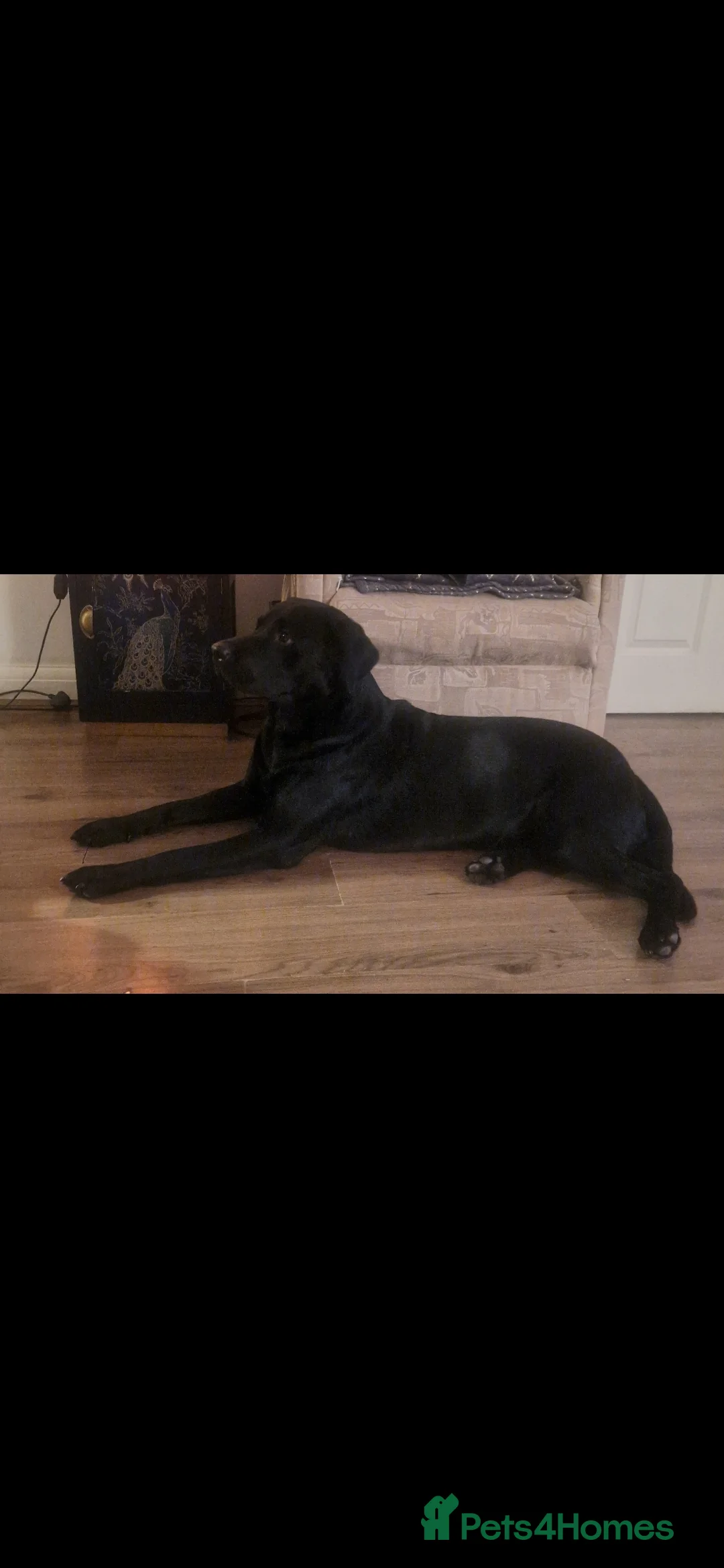 Labrador Retriever dogs for stud: Labrador Ret. 100%-success PROVEN KC/Health tested in Brecon - Advert 6