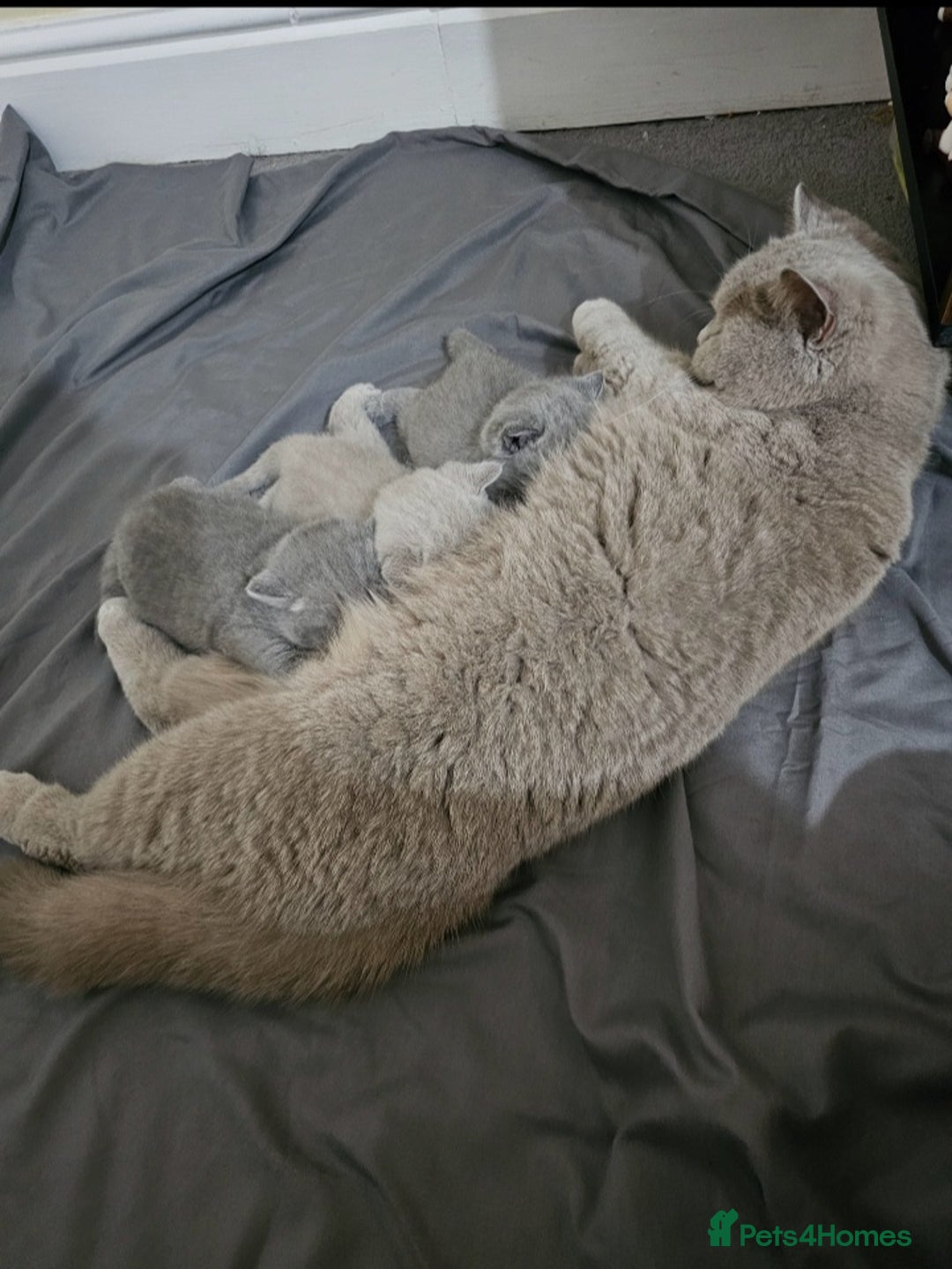 British Shorthair cats for sale: 🐾 Beautiful British Shorthair Kittens for Sale 🐾 - Advert 4