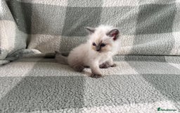 Ragdoll cats for sale: Ragdoll’s for sale!  - Image 4