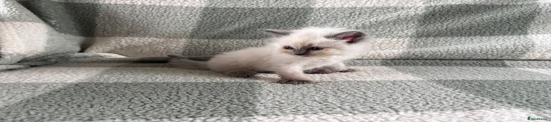 Ragdoll Kitten 4