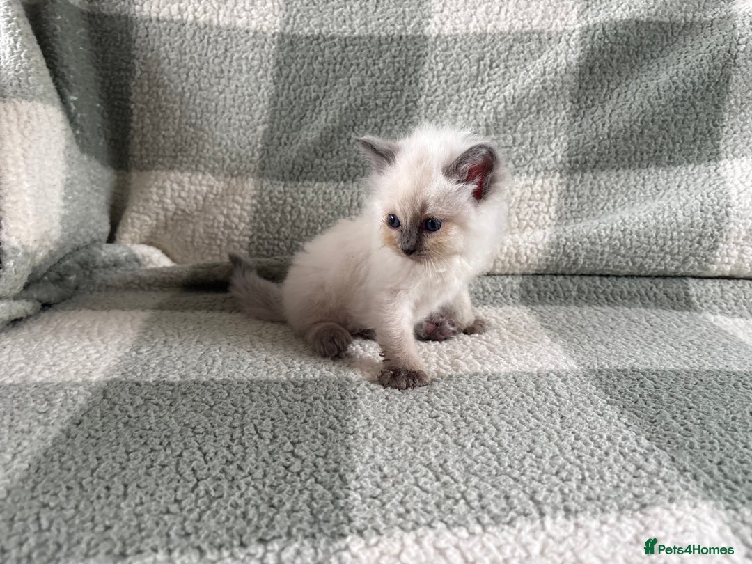Ragdoll cats for sale: Ragdoll’s for sale!  - Image 4
