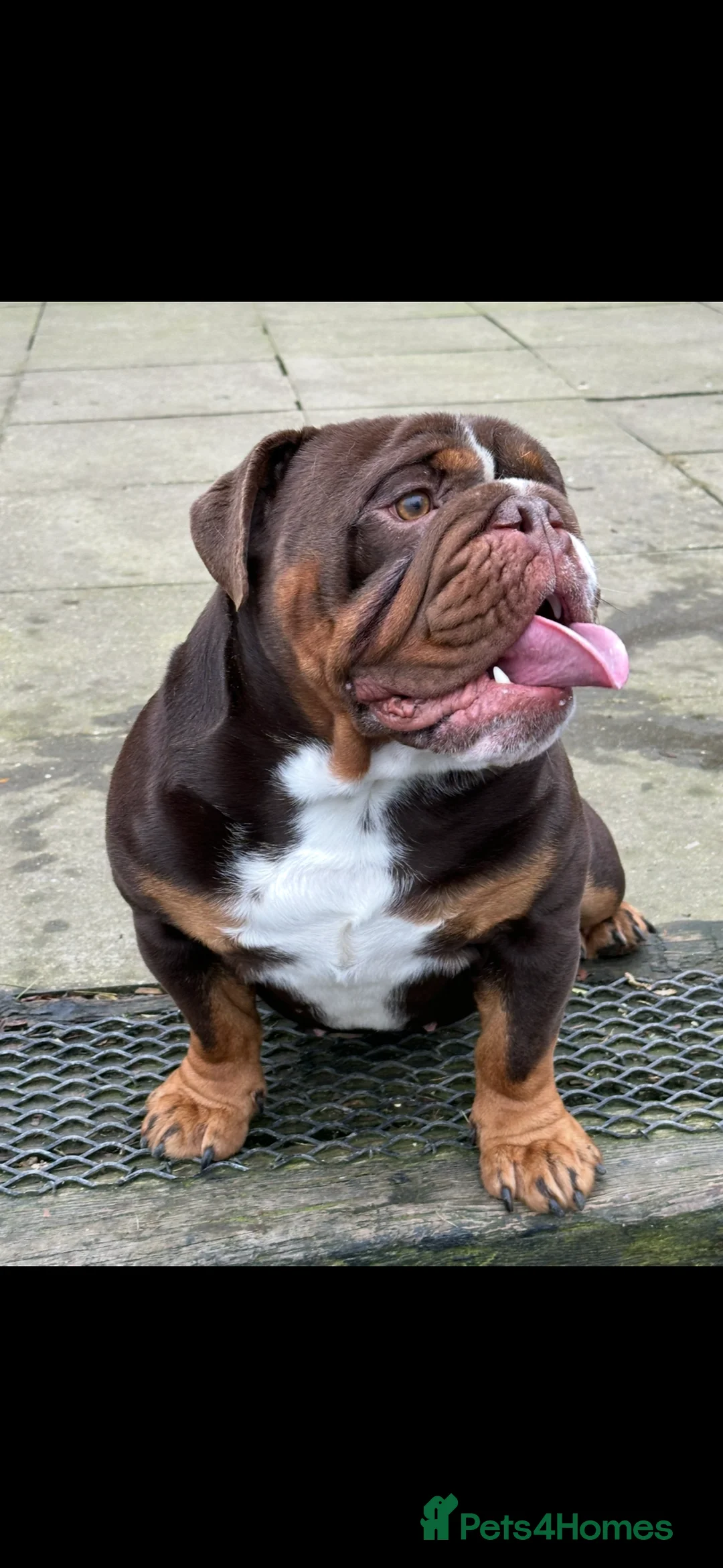 English Bulldog dogs for stud: Chocolate English bulldog for stud  - Advert 2