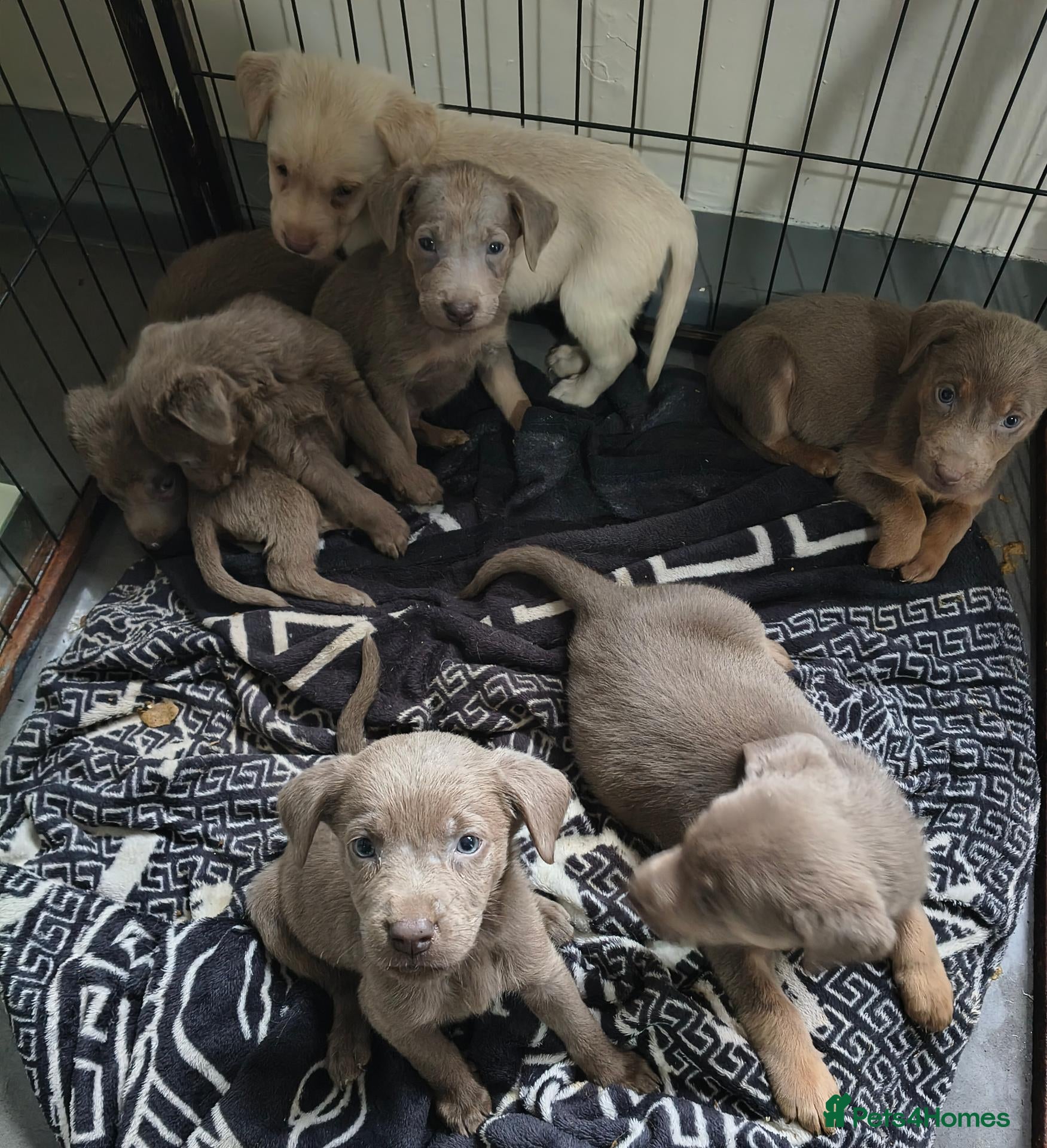 Labrador Retriever dogs silver Labrador puppies 4 boys ready next weekend - Advert 12