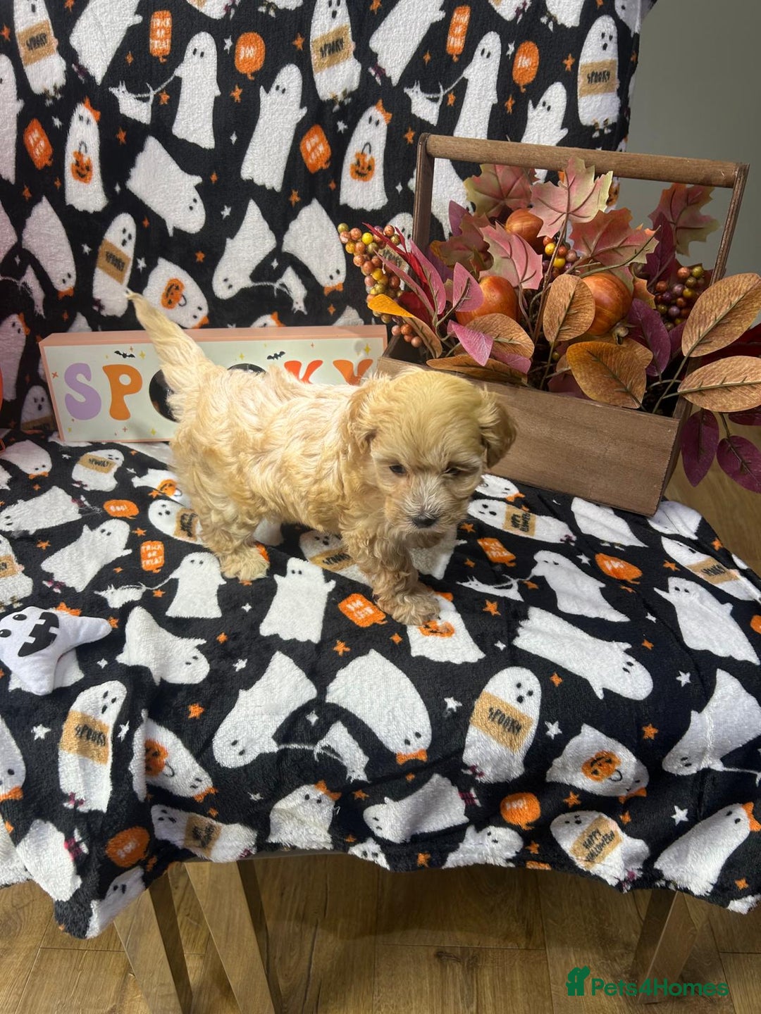 Maltipoo dogs for sale: F1 health tested toy (Asian) maltipoos🩷🩷 - Image 4