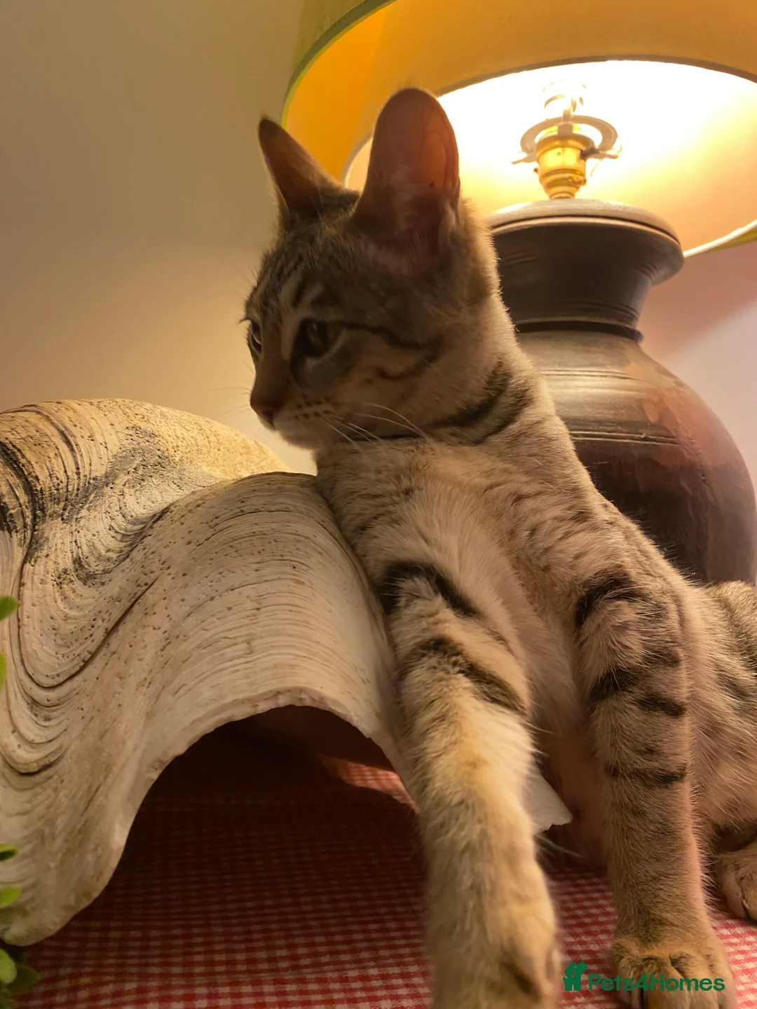 Savannah cats for sale: PDGREE BROWN SPOT  LOVIN SAVANNAH GIRL F5SBT - Advert 21