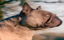 French Bulldog dogs for sale: QUALITY HOME BRED FRENCH BULLDOG PUPPIES - Image 21