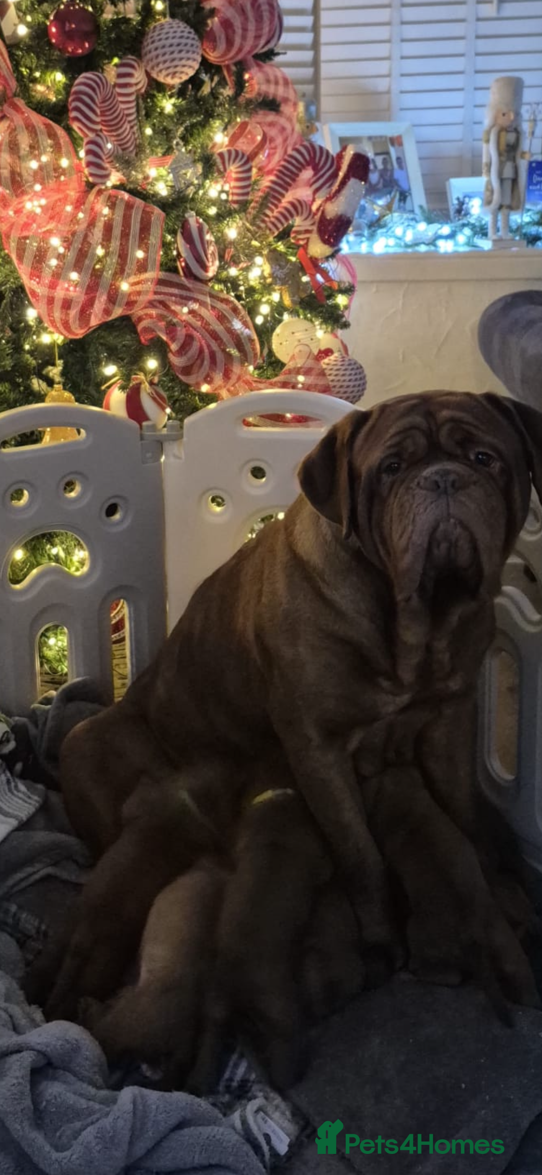 Dogue De Bordeaux dogs for sale: Stunning little of Dogue De Bordeaux puppies  - Advert 13