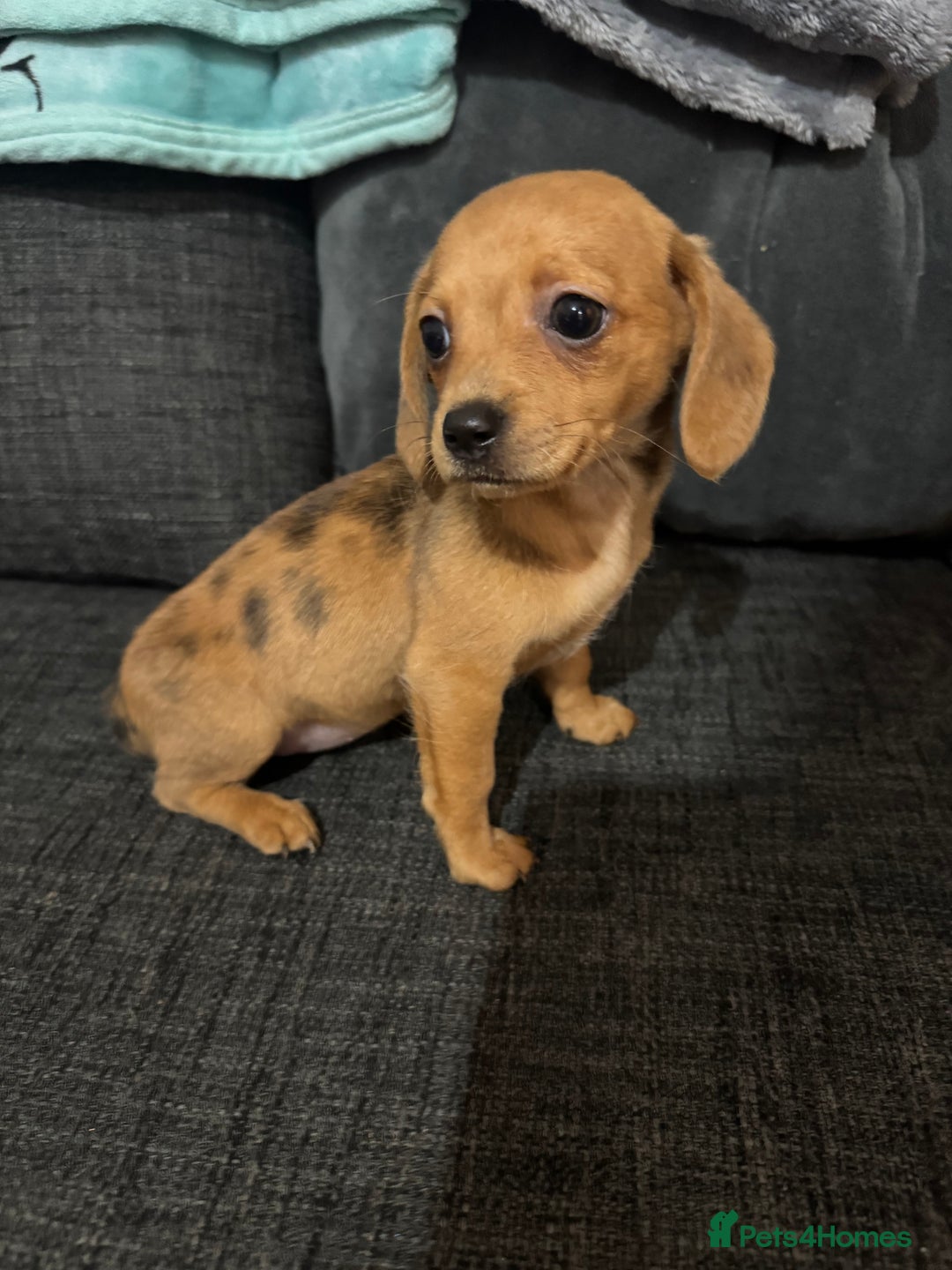 Dachshund dogs for sale: 5 beautiful dachshund 1 girl 4 boys - Advert 25