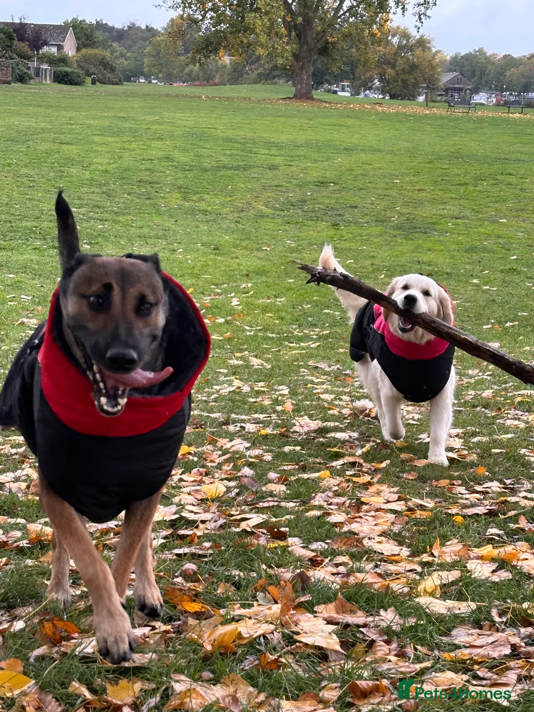 Belgian Shepherd Dog dogs for sale: 5 years old Belgian Shepherd Malinois  - Advert 6