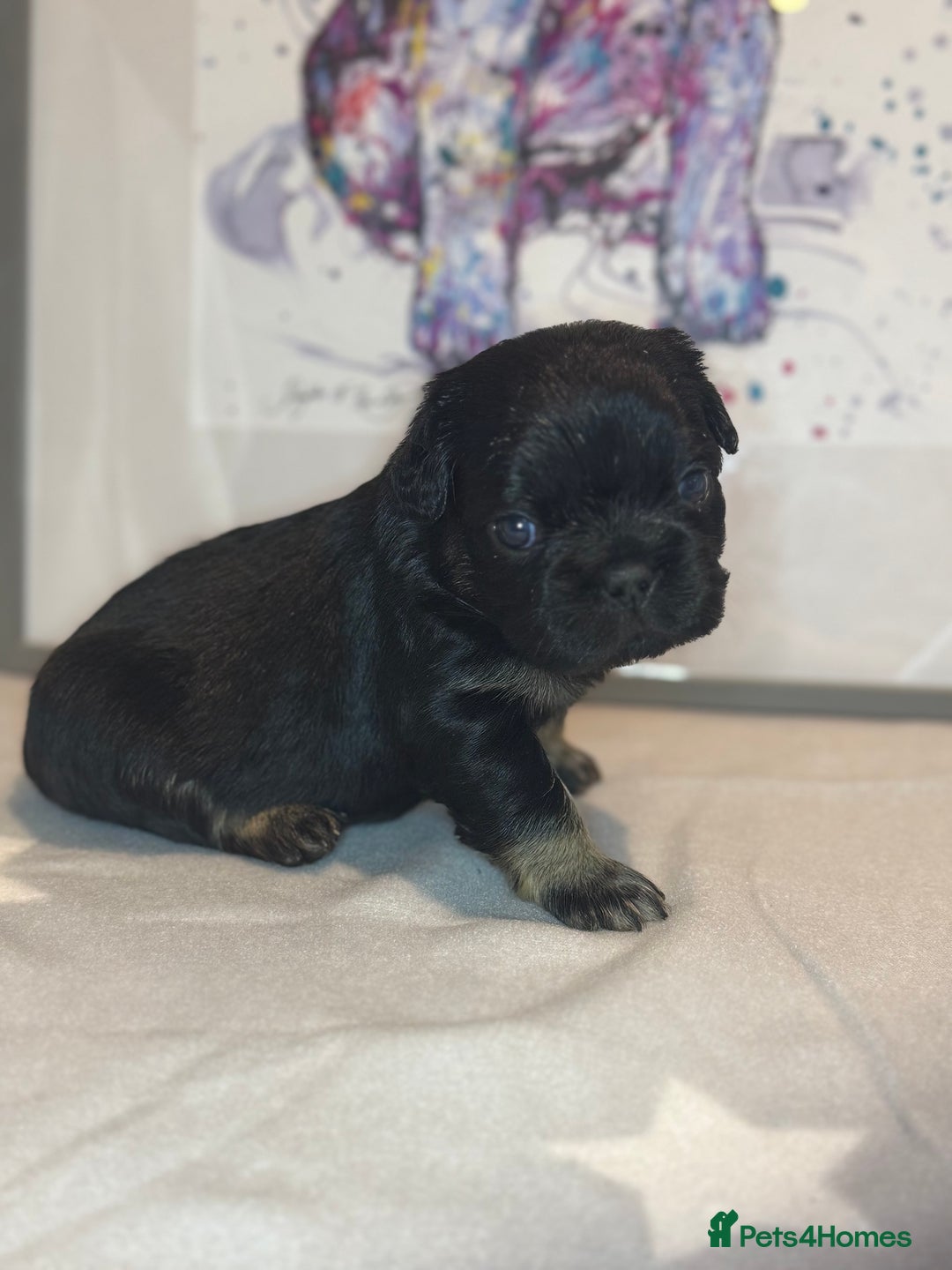 French Bulldog dogs for sale: Fluffy French Bulldog Puppies - Advert 8