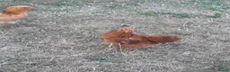 Chickens poultry for sale: Chicken- Pekin Bantam rooster. - Advert 2