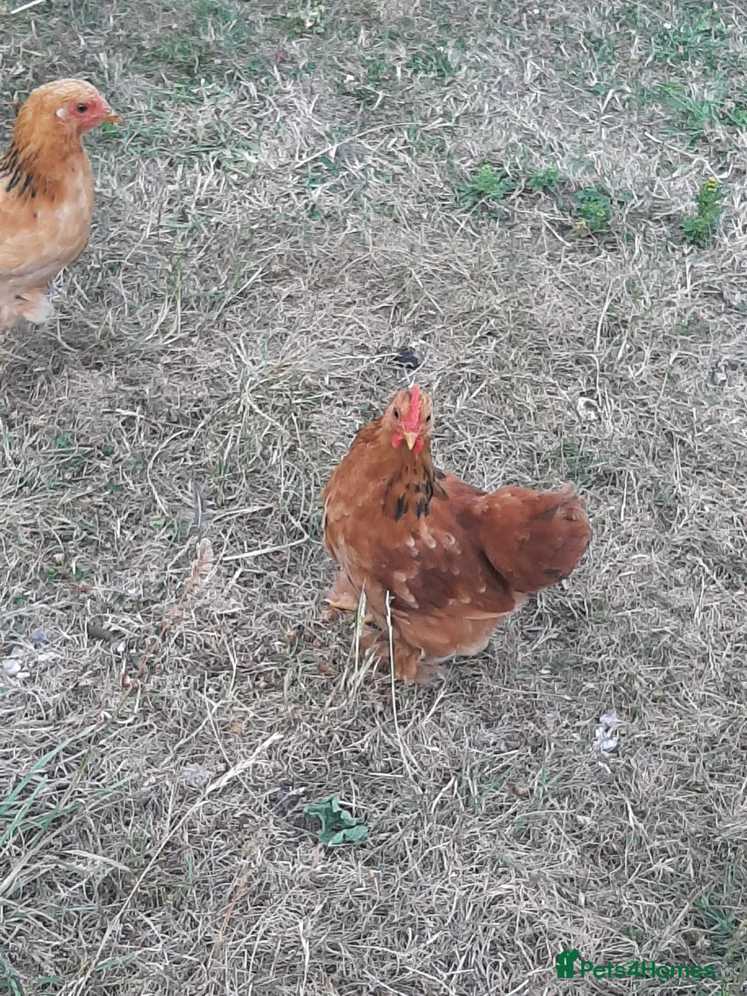 Chickens poultry for sale: Chicken- Pekin Bantam rooster. - Advert 2
