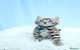 Bengal cats for sale: 🔥Stunning Bengal kittens Available🔥 - Image 9