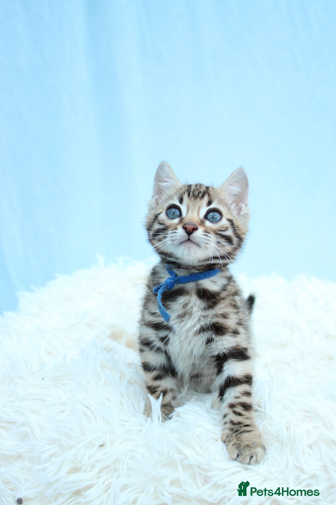 Bengal cats for sale: 🔥Stunning Bengal kittens Available🔥 - Image 9
