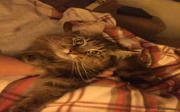 Maine Coon cats for sale: 11 year old Maine coon girl for rehome - Image 27