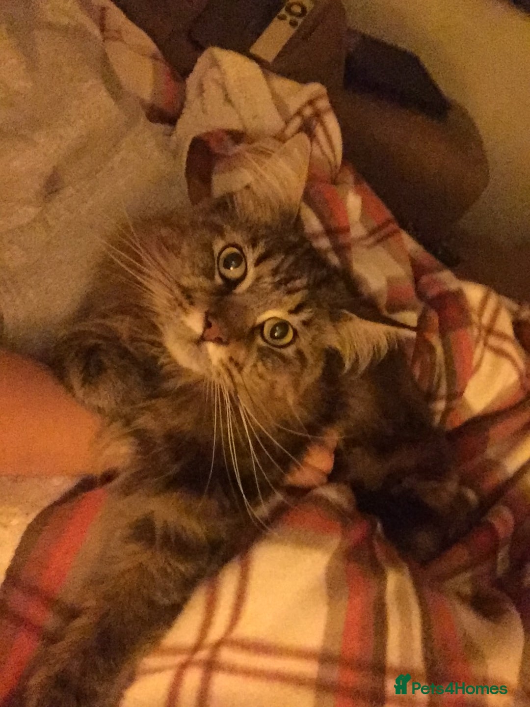 Maine Coon cats for sale: 11 year old Maine coon girl for rehome - Image 27