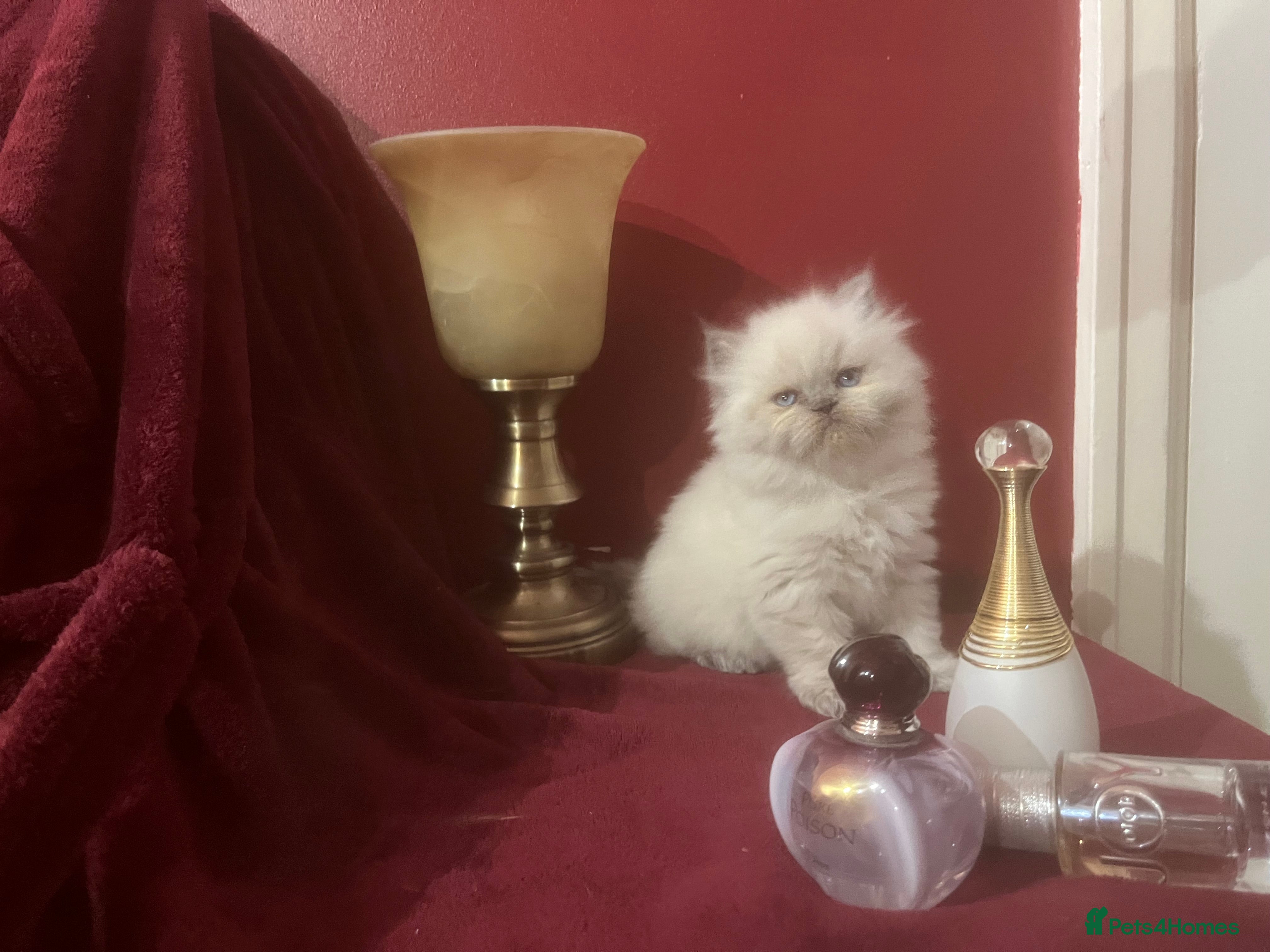 Persian cats 1. ADORABLE LITTLE CUTIE PIE. READY 9TH JAN)  - Advert 6