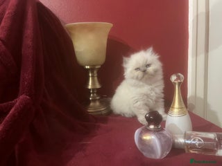 Persian cats 1. ADORABLE LITTLE CUTIE PIE. READY 9TH JAN) - Advert 6