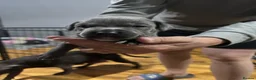 Staffordshire Bull Terrier dogs for sale: Full DNA health tested Staffie puppies - Advert 2