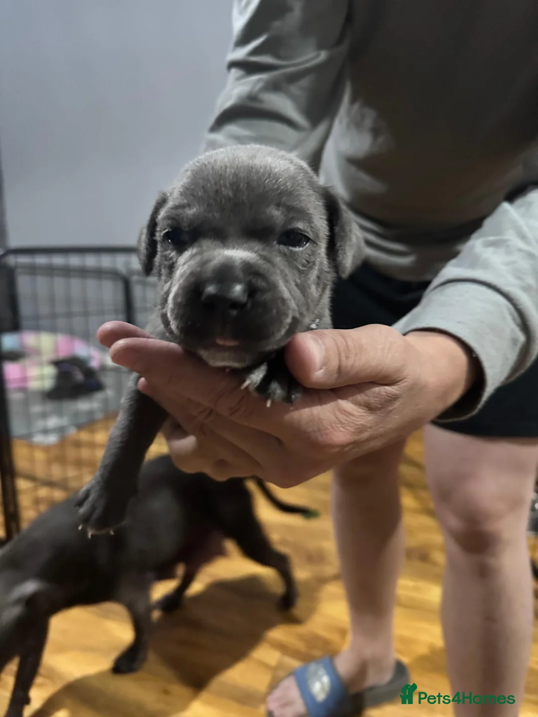 Staffordshire Bull Terrier dogs for sale: Full DNA health tested Staffie puppies - Advert 2