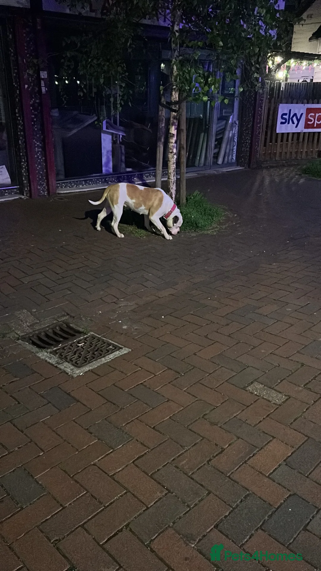 American Bulldog dogs for sale: American bulldog Scott type female 3 years old - Advert 2