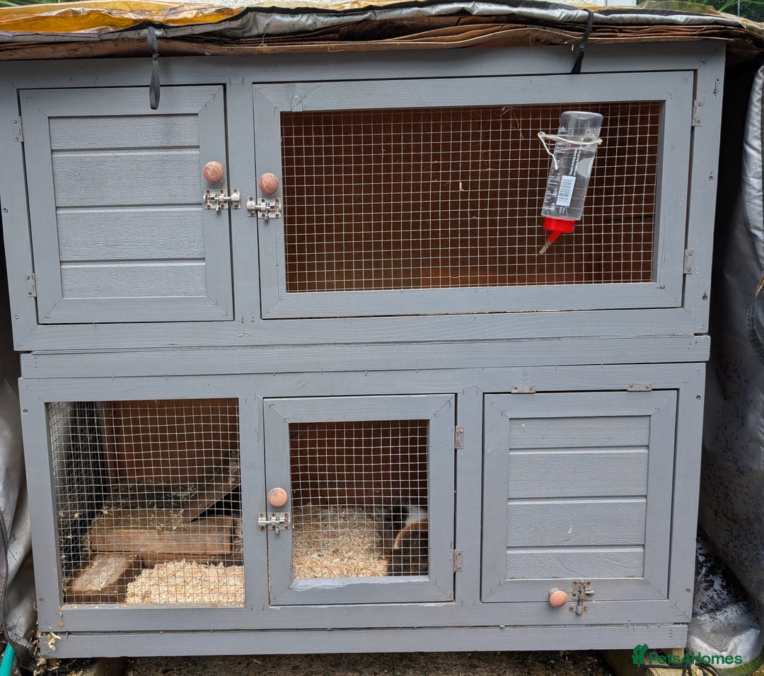 Guinea Pig rodents for sale: Two boars and hutch - Image 1