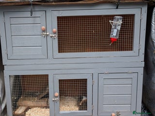 Guinea Pig rodents - Advert 23