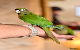 Parrots birds for sale: Adorable Hand-Reared Baby Conures – 10 Weeks Old - Image 13