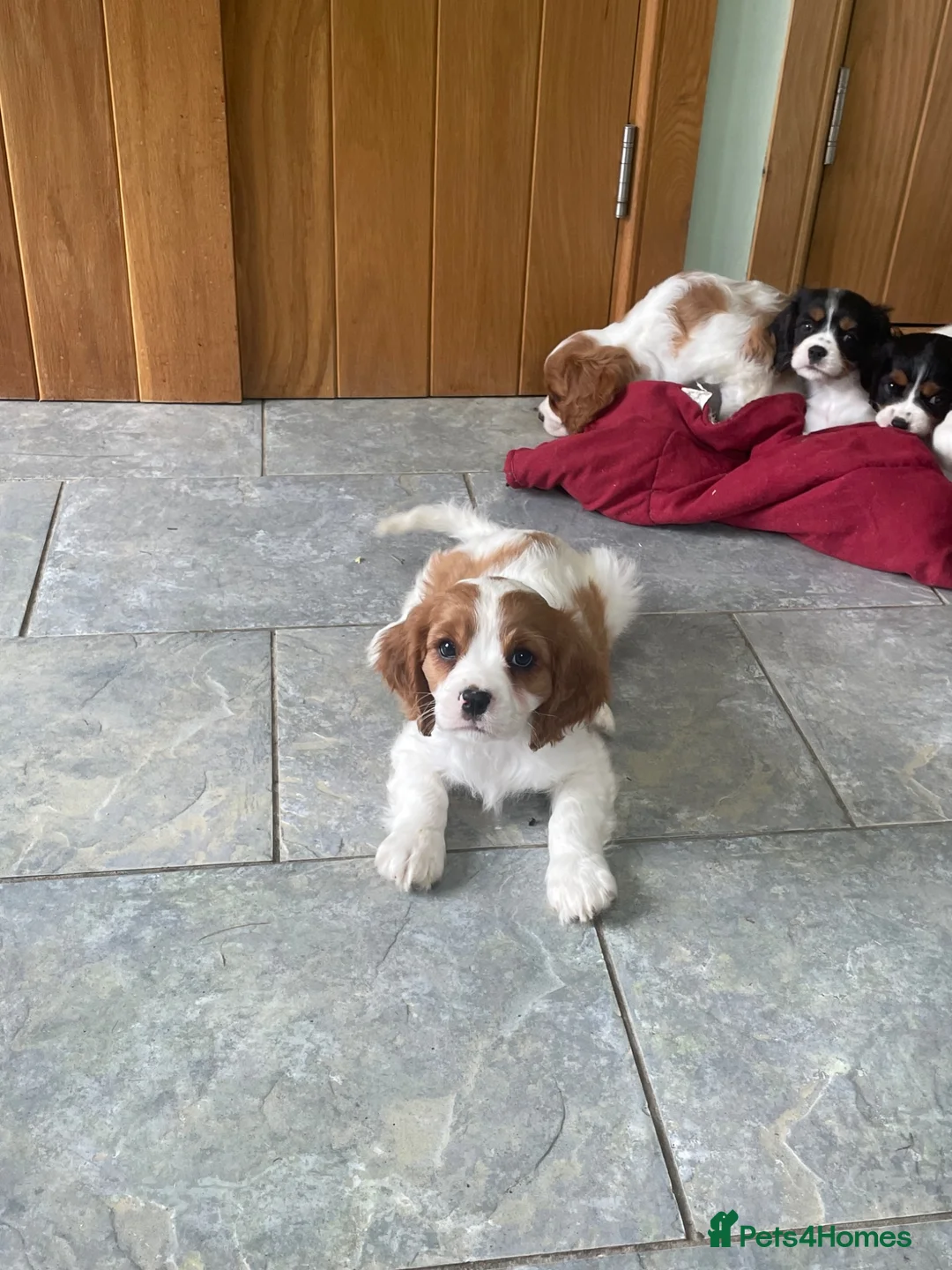 Cavalier King Charles Spaniel dogs for sale: K C Reg Cavalier King Charles - Advert 2