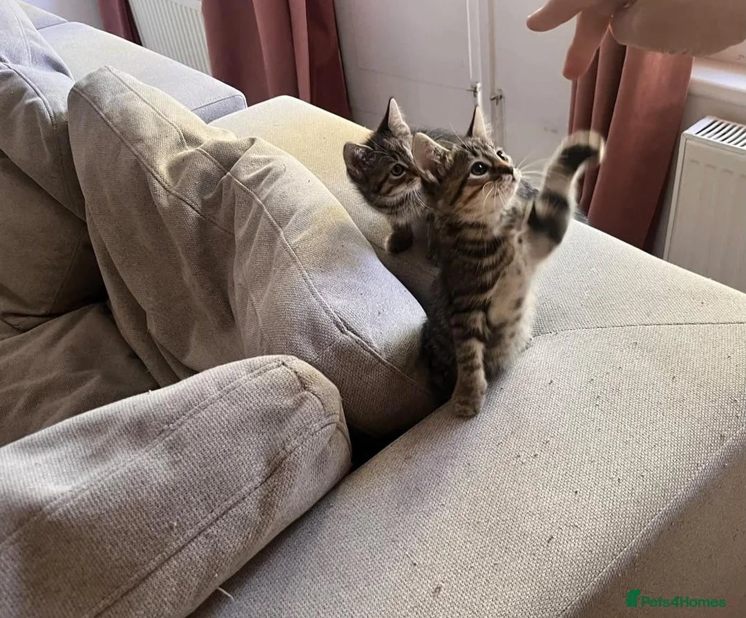 Mixed Breed cats for sale: Beautiful, playful kittens looking for a new home. in London - Advert 1