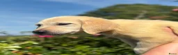 Goldador dogs for sale: GOLDADOR PUPPIES READY FOR NEW HOMES - Advert 18