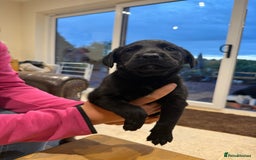 Borador dogs for sale: Collie cross Labrador  - Image 12