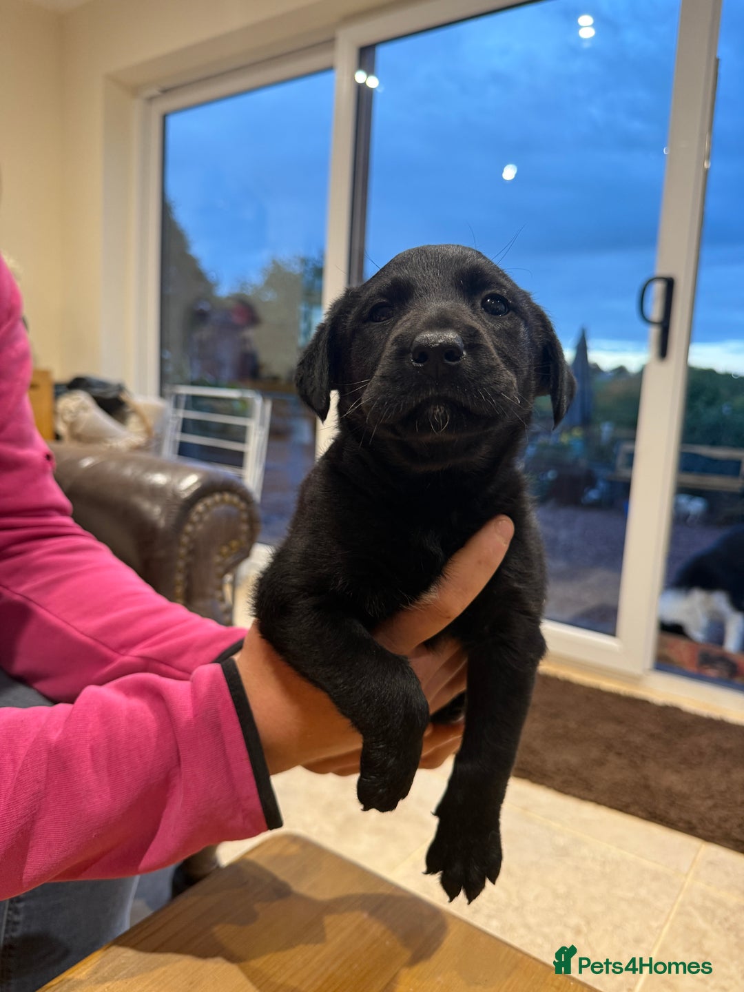 Borador dogs for sale: Collie cross Labrador  - Image 12