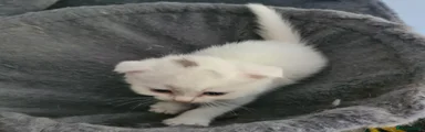 Scottish Fold 4