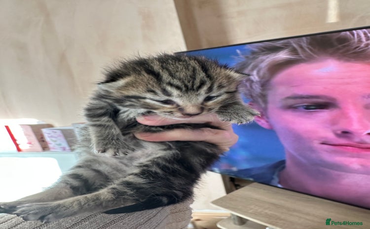 Mixed Breed cats 2 adorable kittens ready on the 4th of Jan - Advert 7