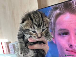 Mixed Breed cats 2 adorable kittens ready on the 4th of Jan - Advert 2