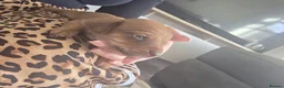 Mixed Breed dogs for sale: Stunning JR / Dachshund Pups - Advert 28