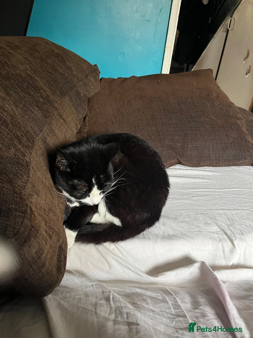 Mixed Breed cats for sale: Adult cats  - Advert 2