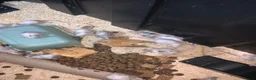 Mouse rodents for sale: Let fancy mice  - Advert 6