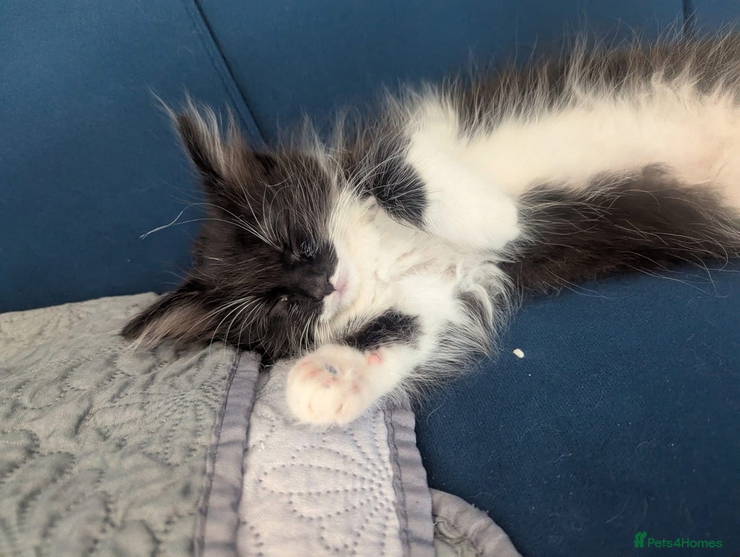 Maine Coon cats for sale: Maine coon x ragdoll kittens - Image 3