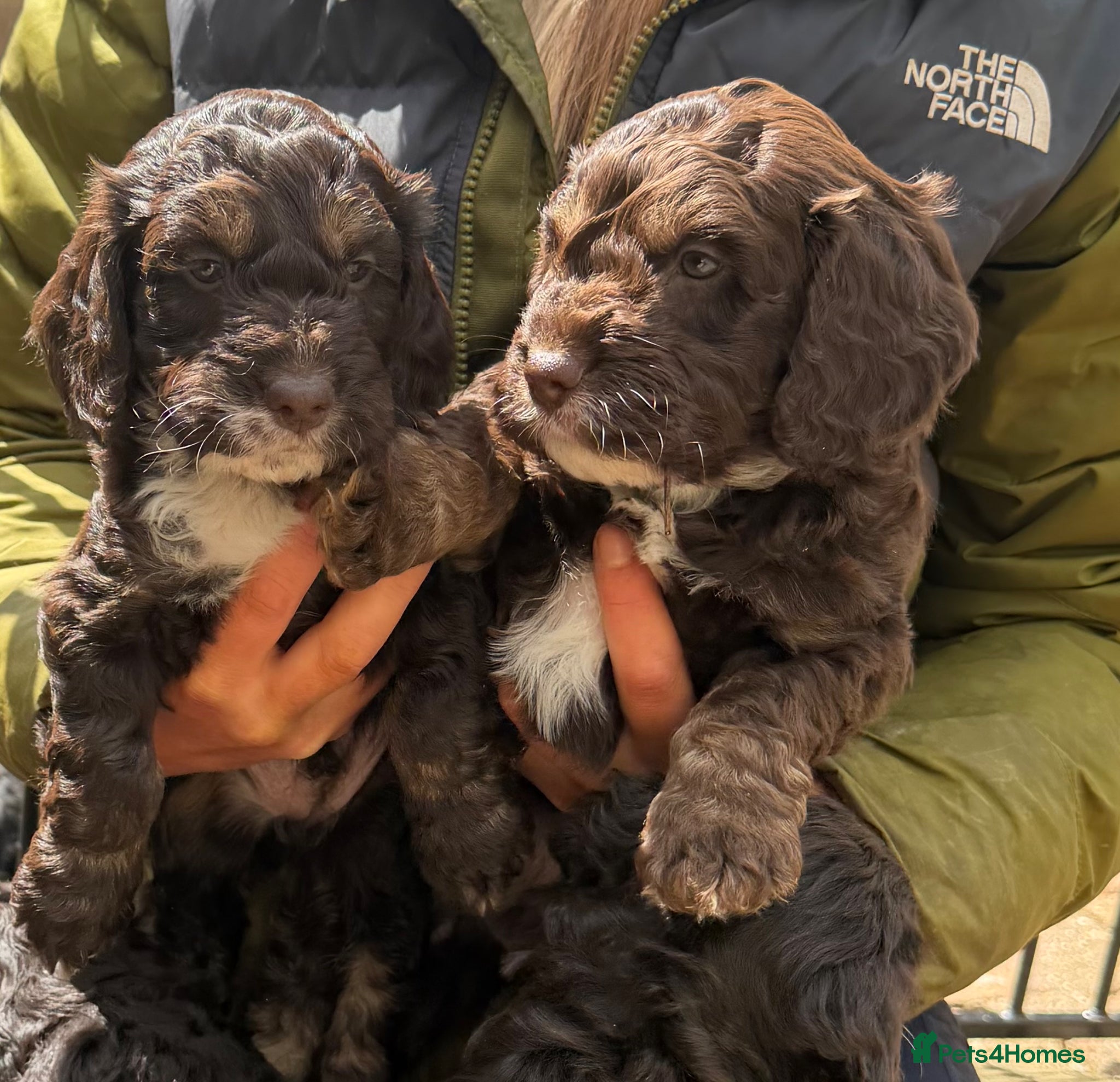 Cockapoo dogs F1 Cockapoo Puppies - Advert 1